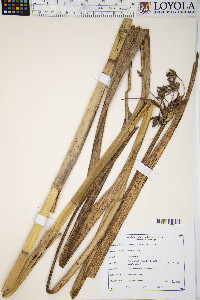 Schoenoplectus fluviatilis image