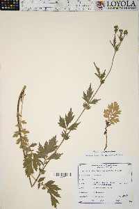 Geum aleppicum image