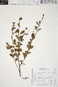 Betula pumila image