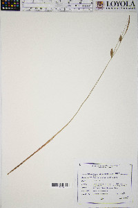 Carex lasiocarpa image