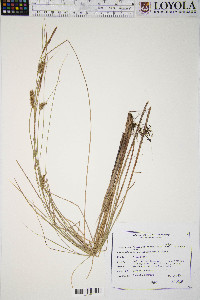 Carex lasiocarpa image