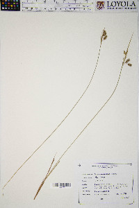 Carex paupercula image