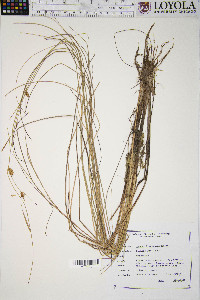 Carex oligosperma image