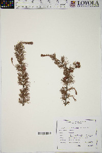 Larix laricina image