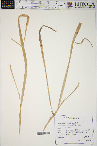 Oryzopsis asperifolia image