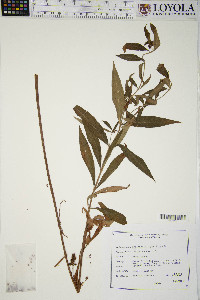 Lysimachia thyrsiflora image