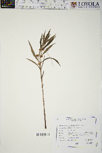 Lysimachia thyrsiflora image