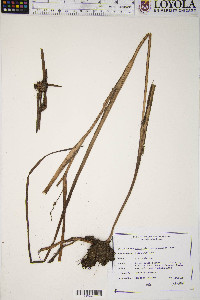 Sparganium angustifolium image