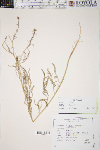 Sisymbrium altissimum image