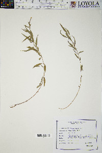 Epilobium palustre image