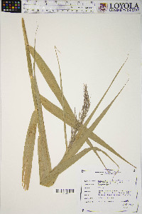 Phragmites australis image