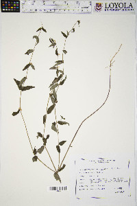 Scutellaria galericulata image