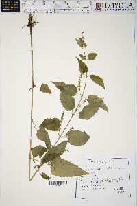 Scutellaria galericulata image