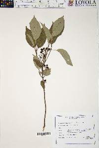 Cornus sericea subsp. sericea image