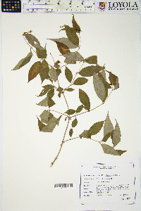 Diervilla lonicera image