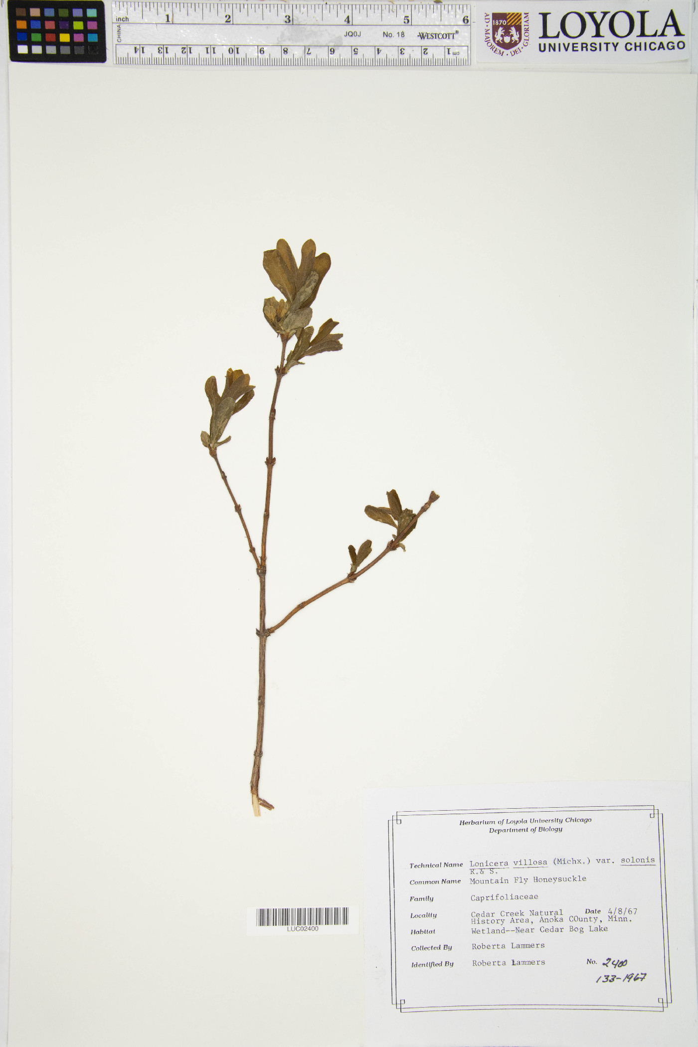 Lonicera villosa image