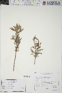 Salix petiolaris image