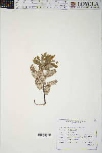 Salix pyrifolia image