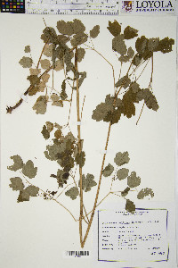 Thalictrum dasycarpum image