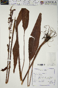 Rumex orbiculatus image