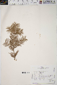 Abies balsamea image