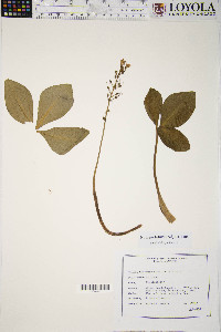 Menyanthes trifoliata image