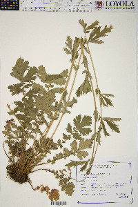 Geum aleppicum image