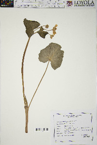 Caltha palustris image