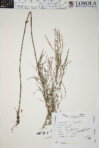 Epilobium leptophyllum image