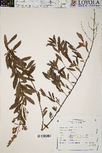 Spiraea alba image