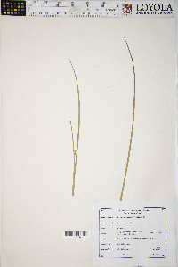 Juncus brevicaudatus image