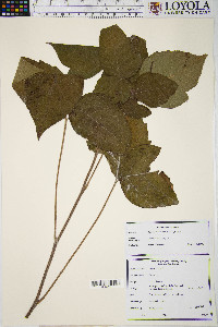 Image Associated With the Occurence