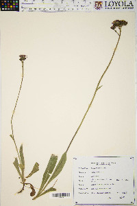 Hieracium aurantiacum image