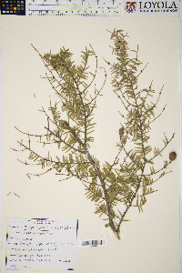 Tsuga canadensis image