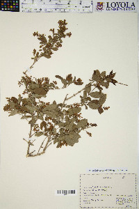 Ligustrum vulgare image