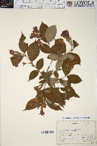 Weigela praecox image