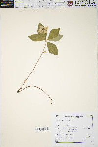 Cornus canadensis image