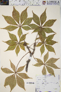 Aesculus glabra image