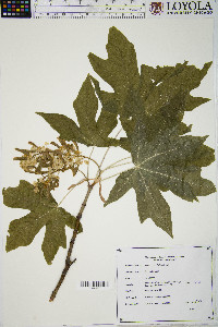 Acer macrophyllum image