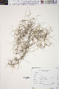 Tillandsia usneoides image