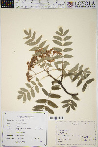 Sorbus aucuparia image