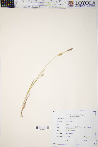 Carex tetanica image