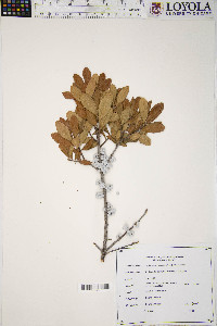 Myrica pensylvanica image