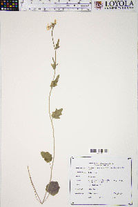 Cardamine bulbosa image