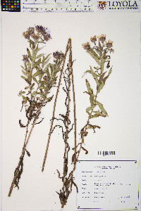 Symphyotrichum novae-angliae image