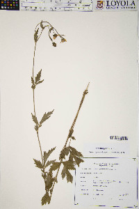 Geum aleppicum image