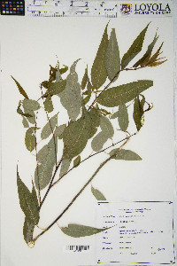 Image of Salix glatfelteri