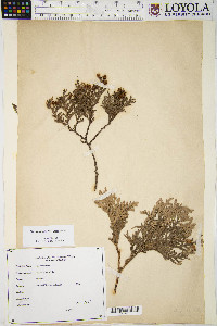 Thuja occidentalis image