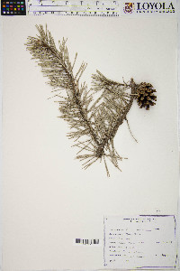 Pinus banksiana image