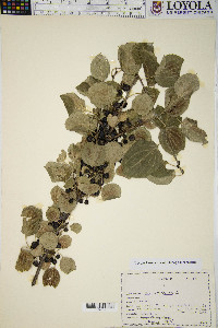 Rhamnus cathartica image